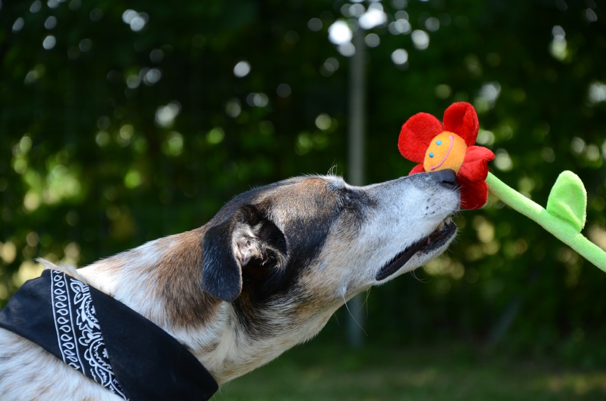 trickdog (1)